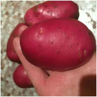 تصویر 2 از سیب زمینی قرمز پوست نازک